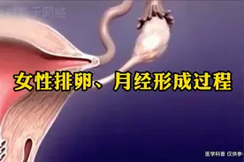 动画演示女性排卵、月经形成的过程，身为女性的你了解吗？视频封面