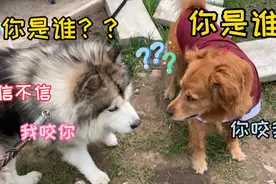 阿拉斯加偶遇金毛，两只狗狗彼此嫌弃看不顺眼对方，把主人笑崩了视频封面