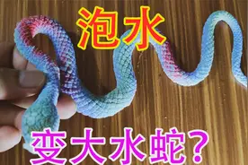 开箱国外玩具蛇，据说泡水72小时后能变大600%倍，真有这么神奇？