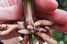 没根的兰花不要扔，满足它3个条件，新根呼呼窜出来视频封面