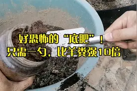 养花别用羊粪？土里加一勺，花多压爆盆视频封面