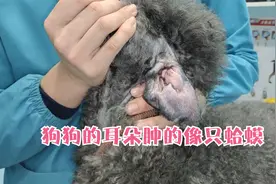 狗狗耳朵鼓了个大包像蛤蟆一样，刺破的一瞬间流出来好多液体。视频封面