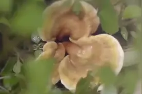 85岁清华爷爷降压有妙招，熬制灵芝水，通过中西合璧治疗高血压视频封面