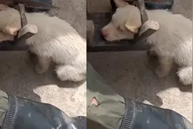 狗狗调皮钻进凳子下，结果头被卡在里面出不来，无奈锯断太搞笑！视频封面
