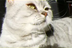 猫啊叫什么意思，看看所表达的信息视频封面