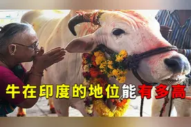 牛在印度的地位能有多高？如果你在当地杀了它，会有什么后果？视频封面