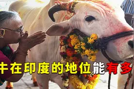 牛在印度的地位能有多高？如果你在当地杀了它，会有什么后果？视频封面