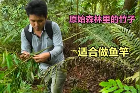 广西原始森林里奇特竹子，拿来做鱼竿最好了，成本只需要力气！视频封面