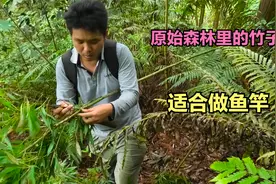 广西原始森林里奇特竹子，拿来做鱼竿最好了，成本只需要力气！视频封面