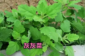 农村老奶奶教我一招，灰灰菜晒干烧成灰，作用太厉害了视频封面