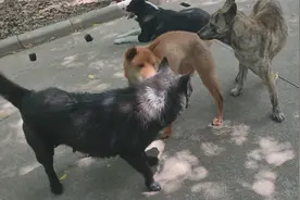 四条美女狗同时发情，太搞笑了