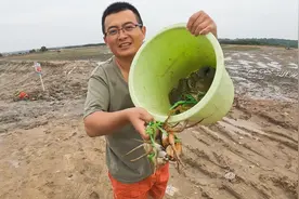 渔夫挖的螃蟹都不爱动，到底是不是自己放的？围观粉丝给出了答案视频封面