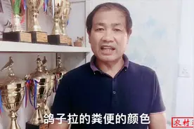 鸽子为什么会拉黑便，黑便又是怎么形成的？农村大叔为你详细分解视频封面
