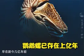 大太平洋：鹦鹉螺在地球生活上亿年，如今却濒临灭绝，只剩6种视频封面