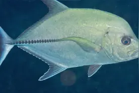 深海探索：它是海里的顶级捕食者，不止长的凶性格也超凶视频封面