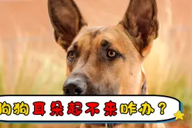 狗狗耳朵起不来咋办视频封面