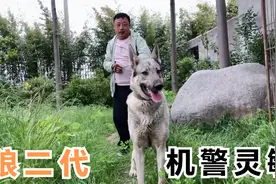 这只狼青犬是和狼杂交的，一半是狗一半是狼，特别机警，来欣赏下视频封面