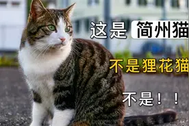 这是简州猫，别再叫它狸花猫了视频封面