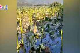 突发！云南丽江遭冰雹袭击，农作物等受损严重，现场一片狼藉