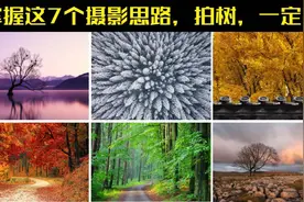 拍摄树，就学这7个思路，你的照片一定酷视频封面