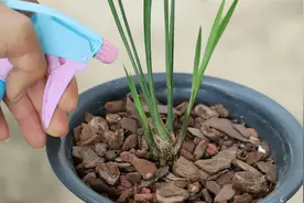 兰花长势弱，不长新根新芽，补肥也没效果？用它喷一喷，快速复壮视频封面