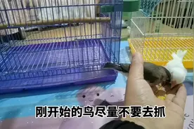 文鸟基础训练从怕人到出笼叫远上手