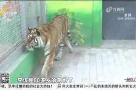 临沂动植物园的老虎“骨瘦如柴”？网友拍视频质疑，记者实地探访视频封面