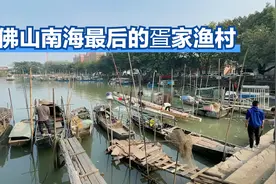 广佛交界最后的疍家渔村，上百艘船停靠避风塘，曾经世代捕鱼为生视频封面