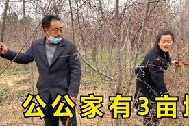 晨晨公公意外透漏隐藏资产，城中村3亩地值15万，大儿媳：谁的视频封面