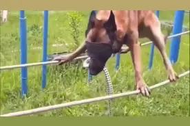 警犬考试有多难？实拍：狗狗蒙眼空中"走绳索" 四肢颤抖勇往直前视频封面