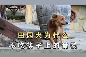 田园犬为什么不吃筷子上的食物，原因是什么？视频封面