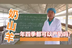 奶山羊一年四季都可以产奶？视频封面