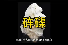 砗磲(Tridacnidae spp)视频封面
