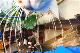 狸花猫装备升级，佩戴摄像头，看看能发现什么！视频封面