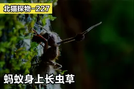 蚂蚁大脑被真菌寄生，行为举止非常怪异，身体上竟长出虫草视频封面