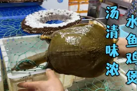在家做出美味的水鱼鸡煲比在外面当水鱼实在多了吧！汤清味浓，正视频封面