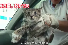 流浪猫在车里躲猫猫，7天都找不到，车主都想把车大卸八块了视频封面