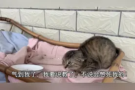 全网最凶的流浪猫太缺安全感，几天没陪它，又变得特凶特怕人！！视频封面