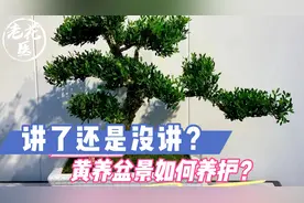 讲了还是没讲？黄养盆景如何养护？黄杨养护教学！视频封面
