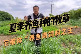 夏季养鱼种什么草？苏丹草供草期长，而且长得快，一年能割4~6茬视频封面
