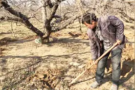 给30年树龄的苹果树施农家肥，希望一棵树可以产1000斤苹果视频封面