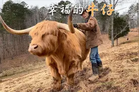 一头被老爷爷从小养大的牛，把它当成孩子一样宠着，看着让人羡慕视频封面