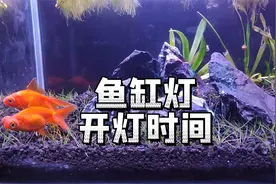 鱼缸灯开灯多长时间好？要看用灯目的，古法生态缸开灯科普视频视频封面