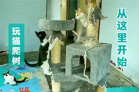 网友赠送的猫爬树，虽然有些破损，猫咪确超级喜欢，简直玩疯了