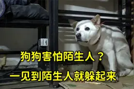 狗狗害怕陌生人？每次遇陌生人就躲起来，它到底经历了什么？视频封面
