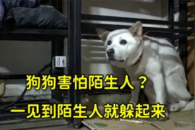 狗狗害怕陌生人？每次遇陌生人就躲起来，它到底经历了什么？视频封面