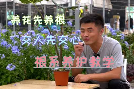 养花先养根。那应该怎么养根？掌握好这四点，根系健壮挤满盆。视频封面