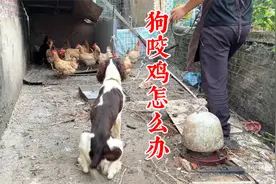 狗咬鸡怎么办？十年训犬师一分半钟教你解决，让你养犬无忧