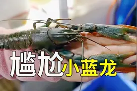 如何养殖澳洲淡水龙虾？见识下手臂粗的小龙虾视频封面