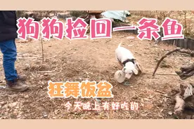 狗狗下水捡到一条大鱼，没吃完叼回来刨坑埋起后，快活得狂舞饭盆视频封面